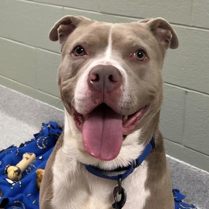 Enlarge Waylon, a Adoptable mixed breed in Lansing, MI image 2/4