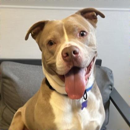 Enlarge Waylon, a Adoptable Mixed Breed in Lansing, MI image 1/1