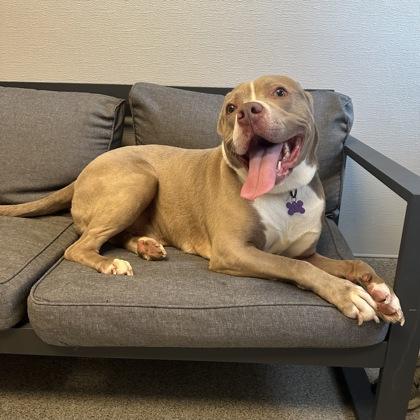 Enlarge Waylon, a Adoptable mixed breed in Lansing, MI image 4/4