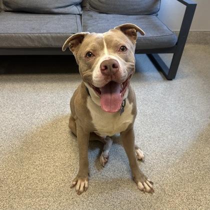 Enlarge Waylon, a Adoptable mixed breed in Lansing, MI image 3/4