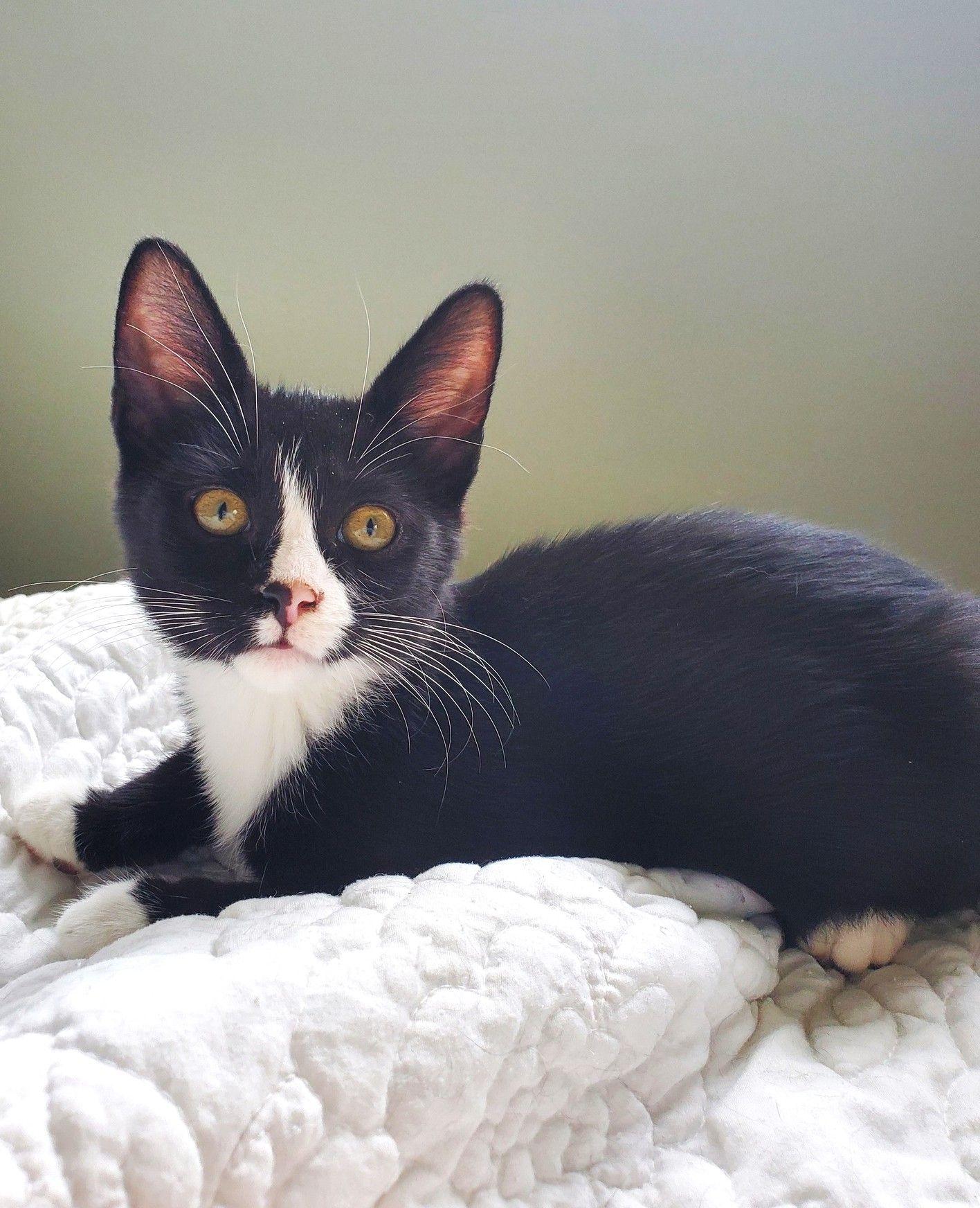 Jafar, Adoptable, Kitten Male Domestic Short Hair.