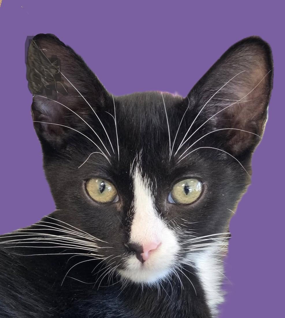 Jafar, a Adoptable Domestic Short Hair in Savannah, GA image 3/3