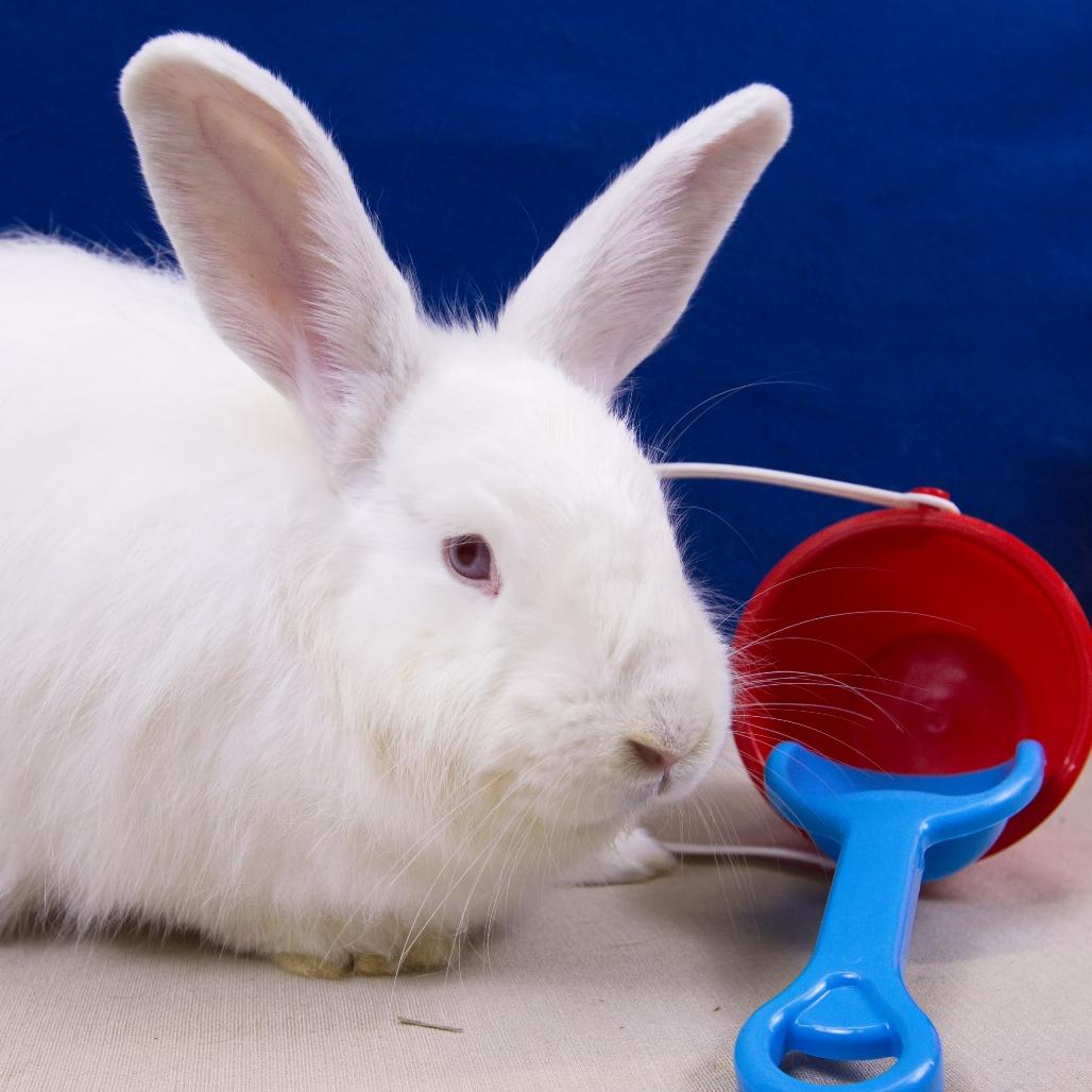 Rutabaga, Adoptable, Young Female Angora Rabbit.