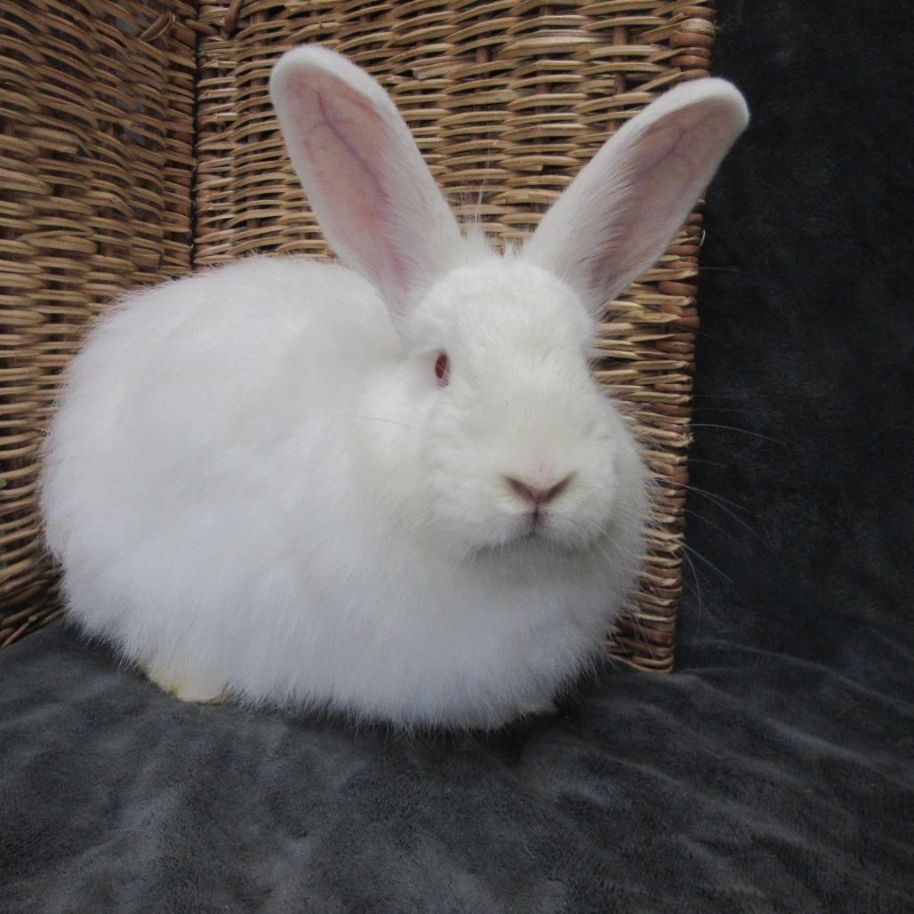 Enlarge Rutabaga, a Adoptable Angora Rabbit in Newport, PA image 2/6