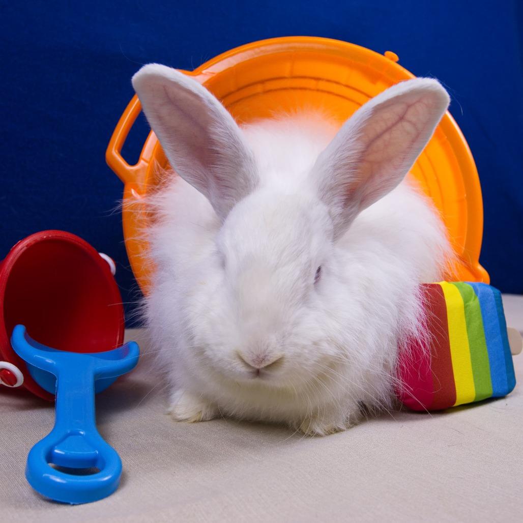 Enlarge Rutabaga, a Adoptable Angora Rabbit in Newport, PA image 3/6