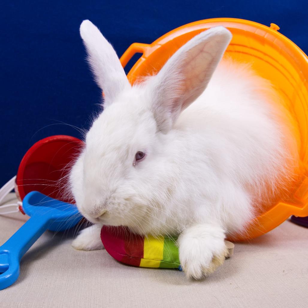 Enlarge Rutabaga, a Adoptable Angora Rabbit in Newport, PA image 4/6