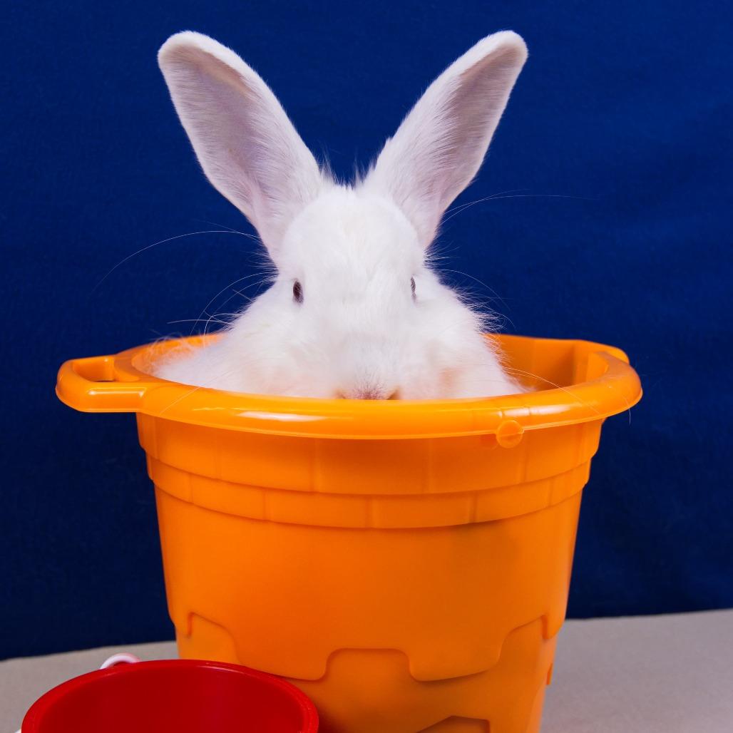 Enlarge Rutabaga, a Adoptable Angora Rabbit in Newport, PA image 5/6
