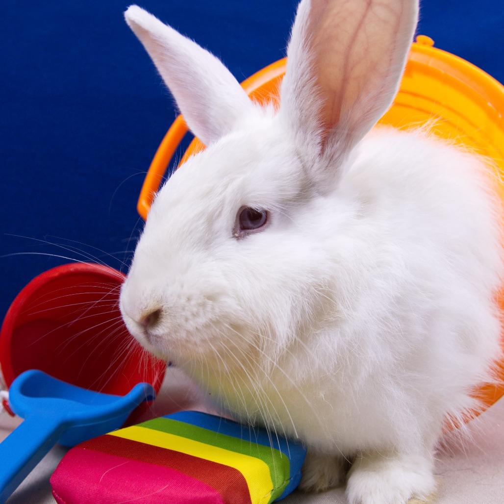 Enlarge Rutabaga, a Adoptable Angora Rabbit in Newport, PA image 6/6