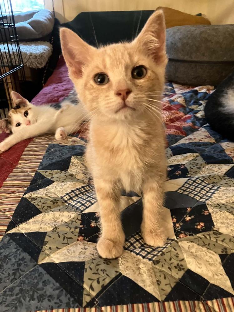 Miso, Adoptable, Kitten Male Domestic Short Hair.