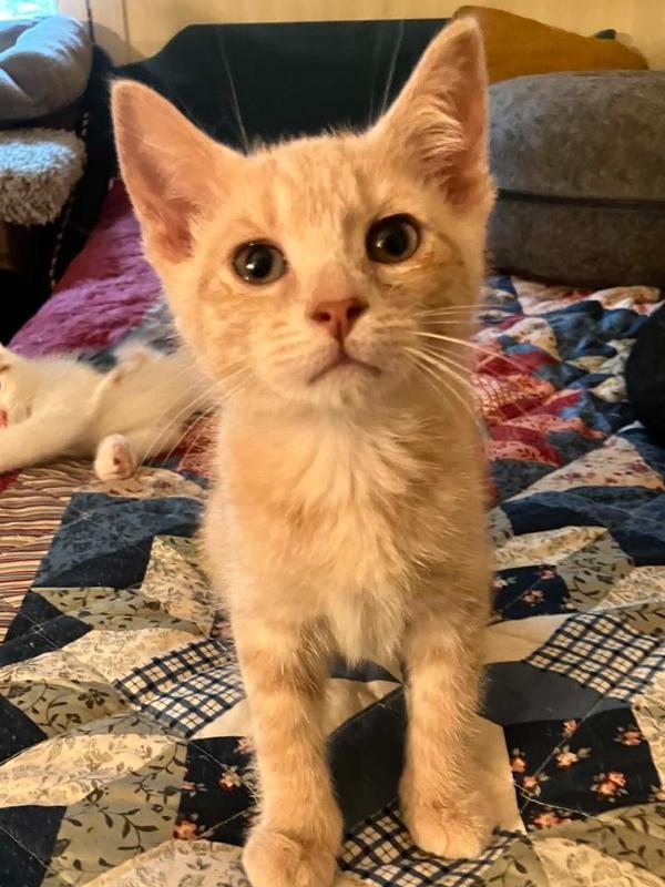 Miso, Adoptable, Kitten Male Domestic Short Hair.
