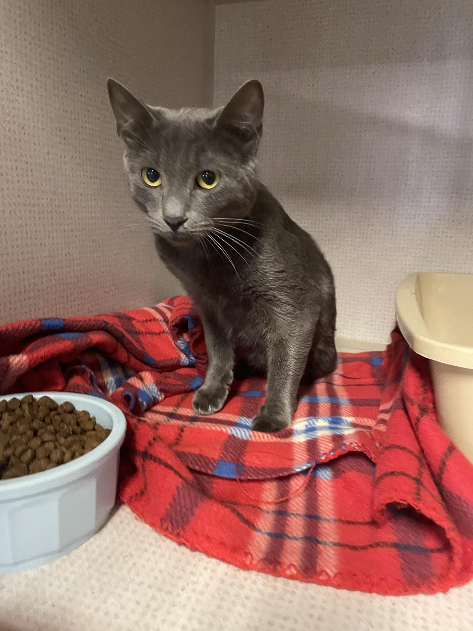 Enlarge Penny, a ADOPTABLE Domestic Short Hair in St. Maries, ID image 2/3