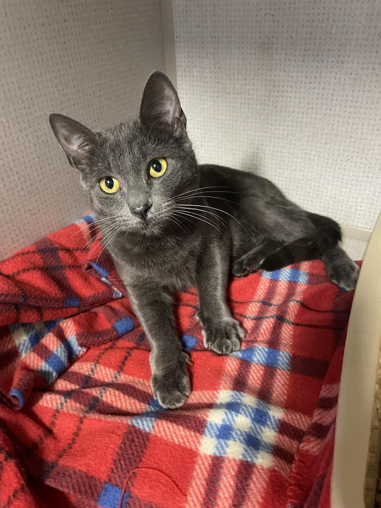 Enlarge Penny, a ADOPTABLE Domestic Short Hair in St. Maries, ID image 1/3