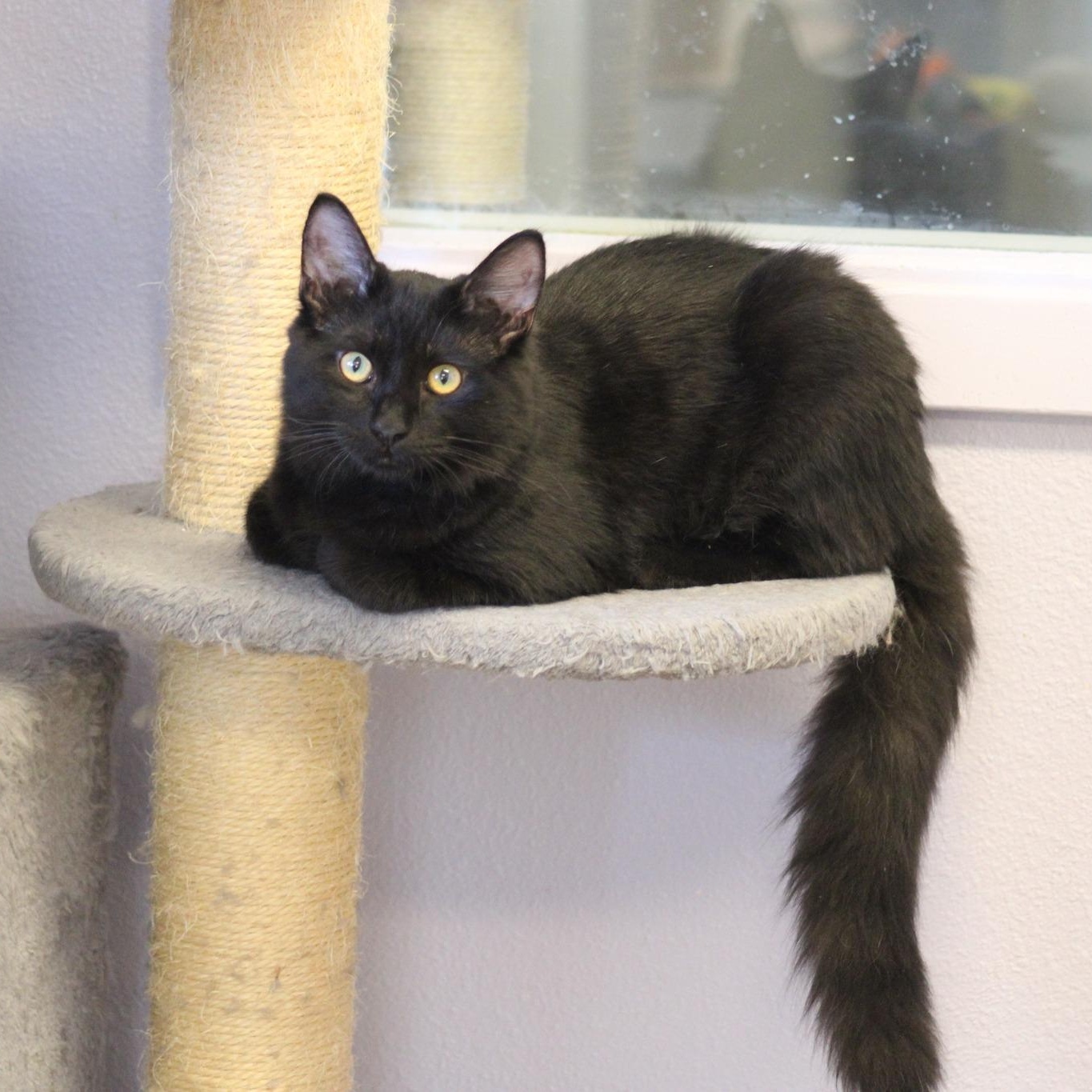 Groucho, a Adoptable mixed breed in Weaverville, CA image 1/5