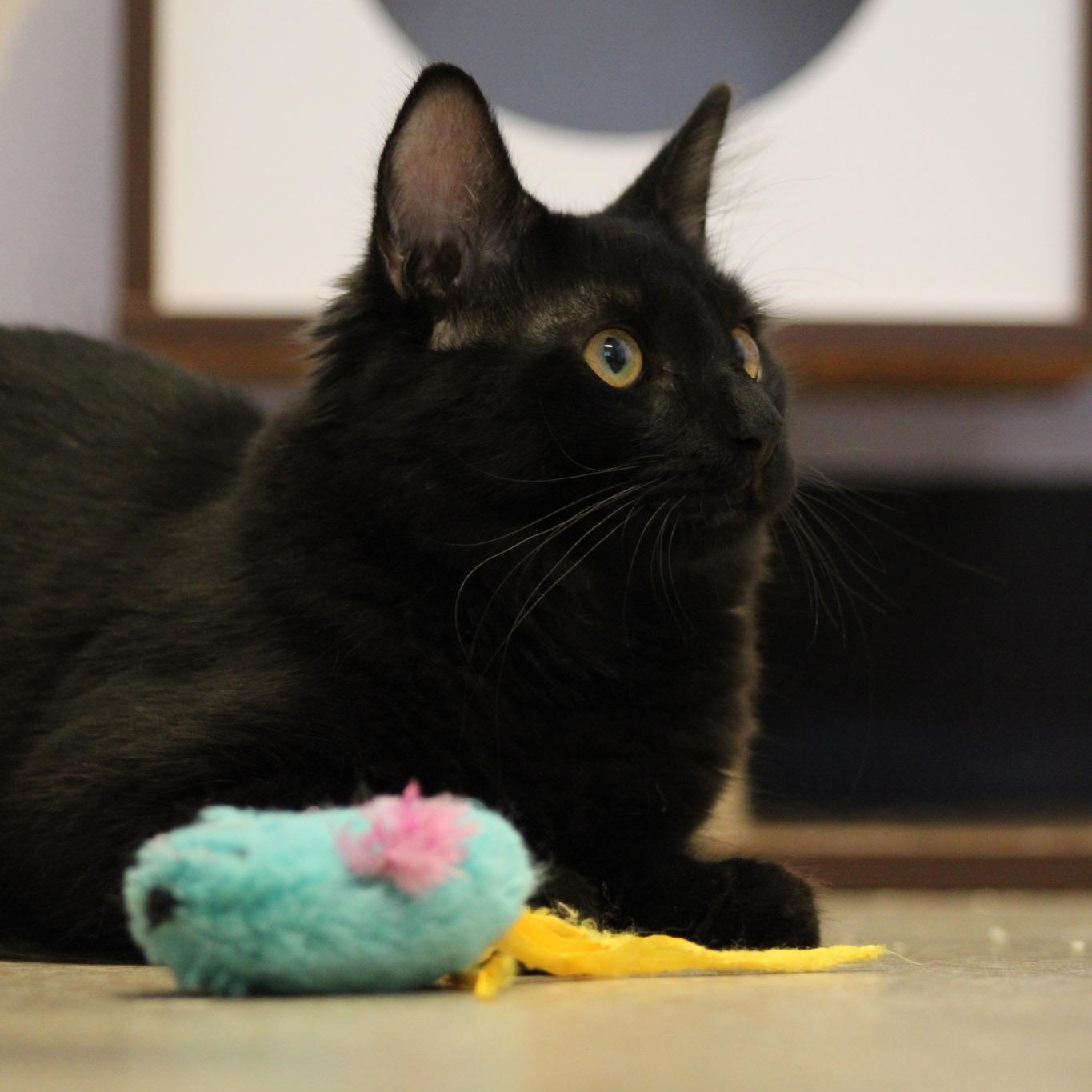 Groucho, an adoptable Domestic Long Hair in Weaverville, CA, 96093 | Photo Image 5
