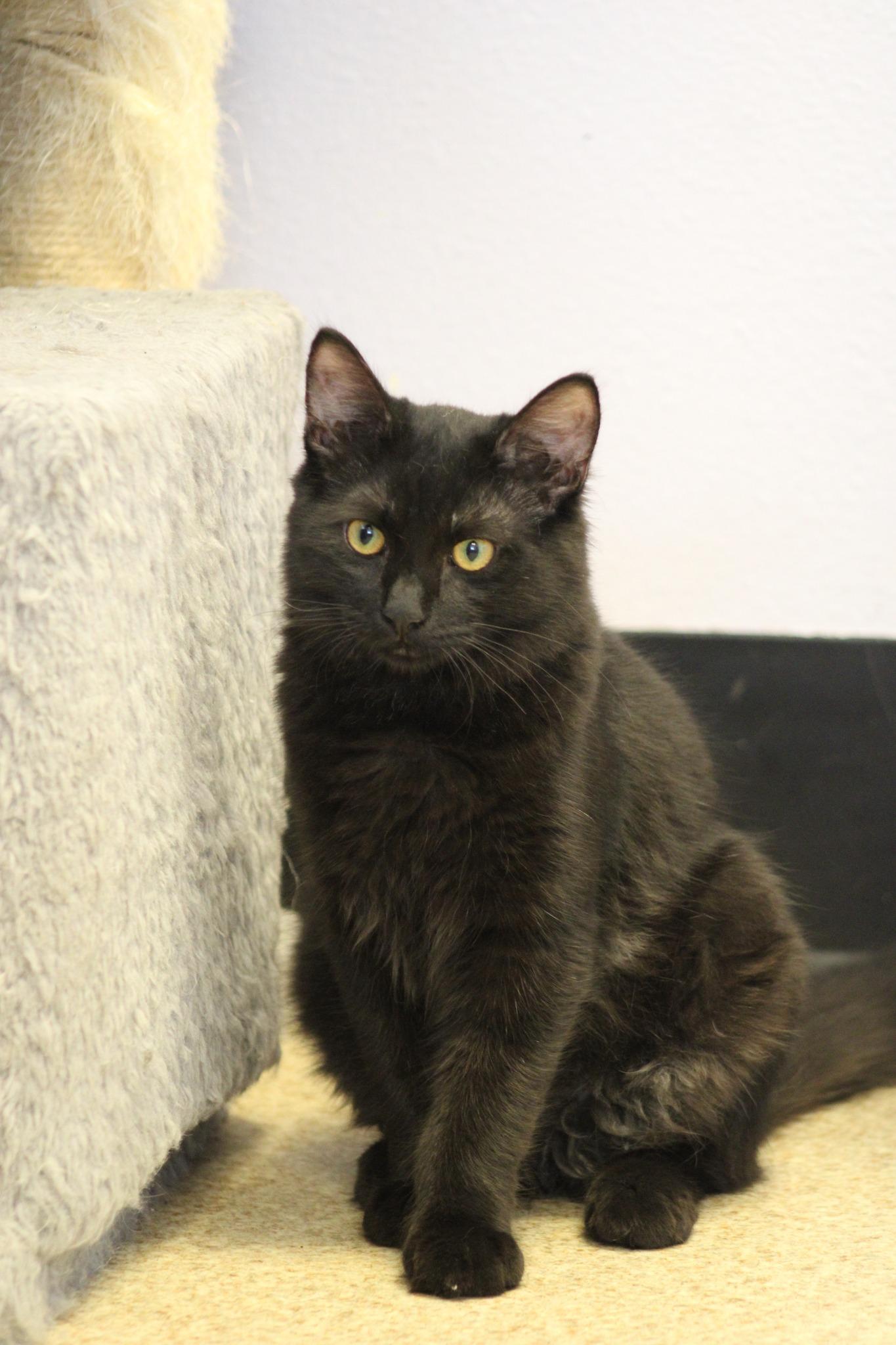 Groucho, a Adoptable mixed breed in Weaverville, CA image 3/5