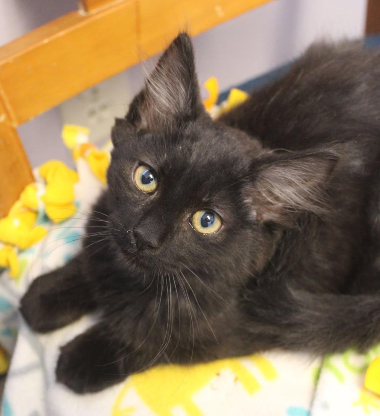 Groucho, an adoptable Domestic Long Hair in Weaverville, CA, 96093 | Photo Image 1