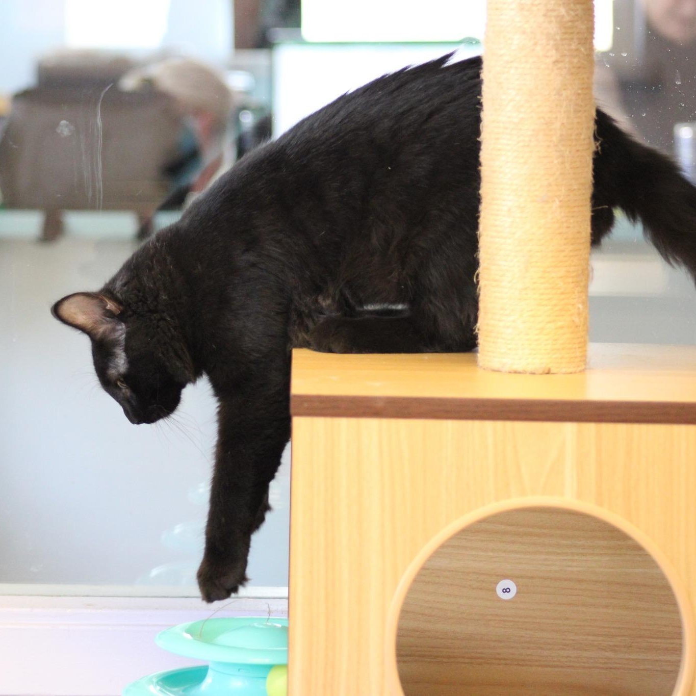 Groucho, an adoptable Domestic Long Hair in Weaverville, CA, 96093 | Photo Image 2