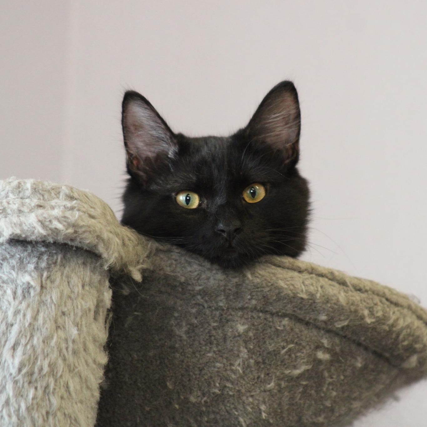 Groucho, a Adoptable mixed breed in Weaverville, CA image 5/5