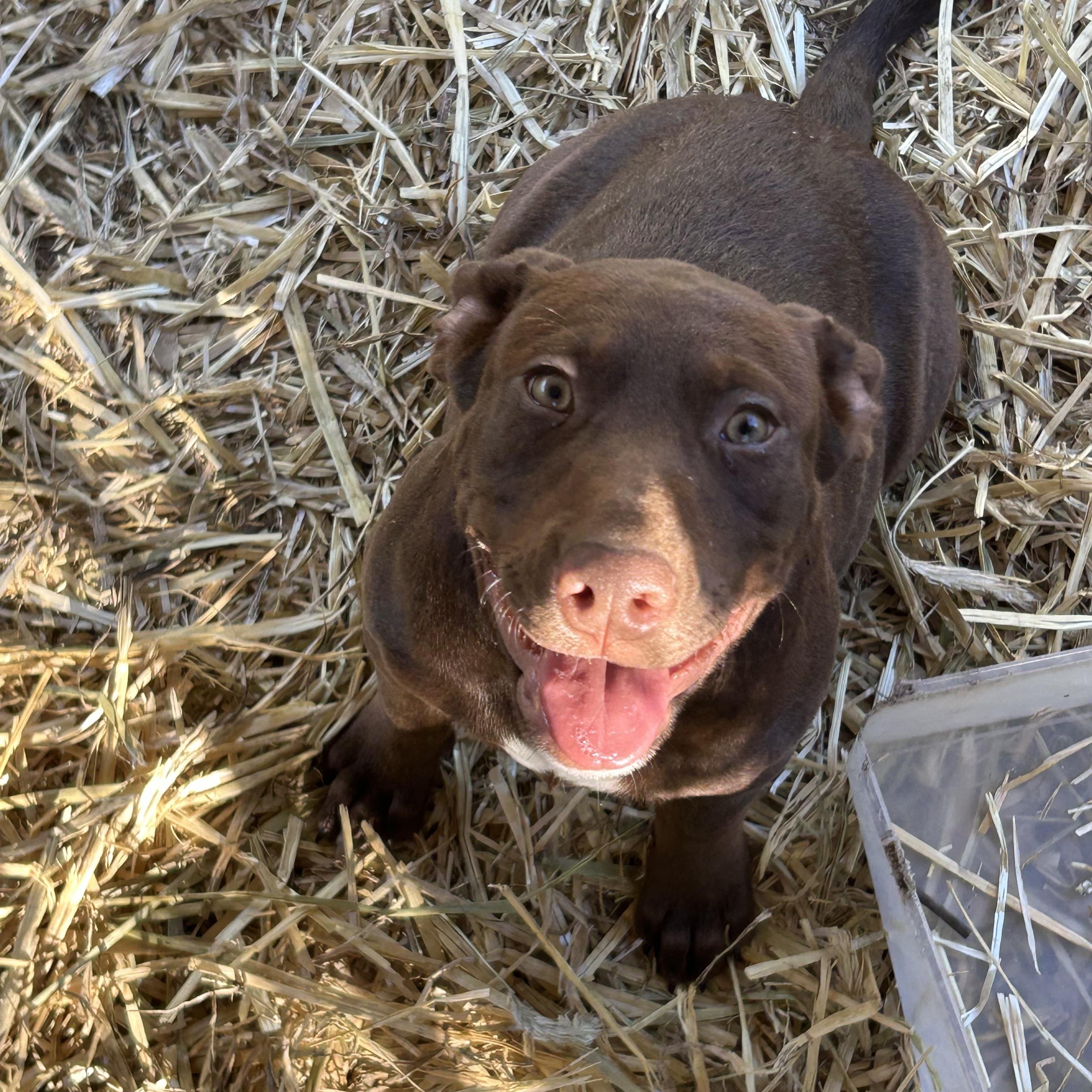 Sadee, a Adoptable mixed breed in Springfield, IL image 1/2