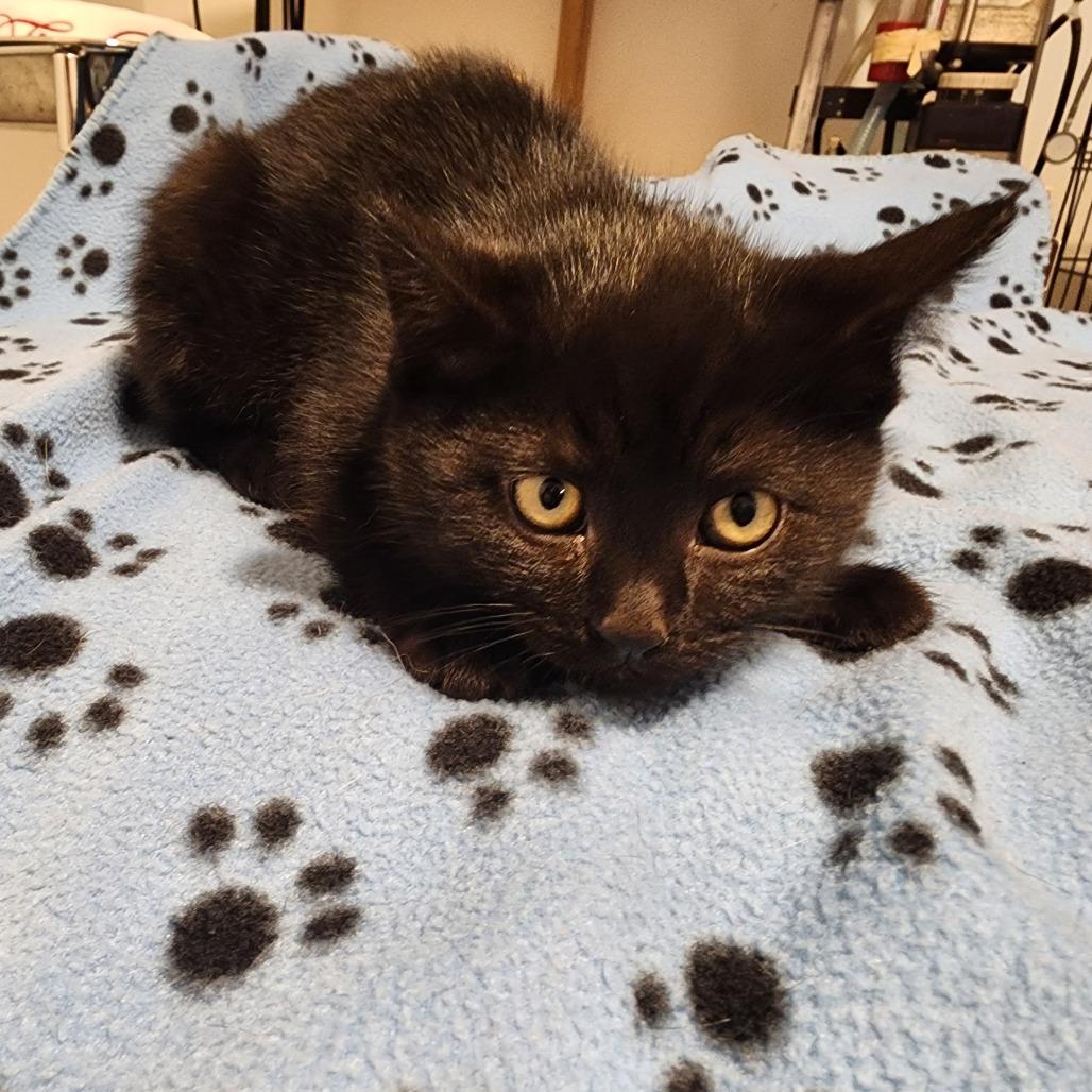 Enlarge ANGEL, an adopted Domestic Short Hair in Graham, WA image 1/1