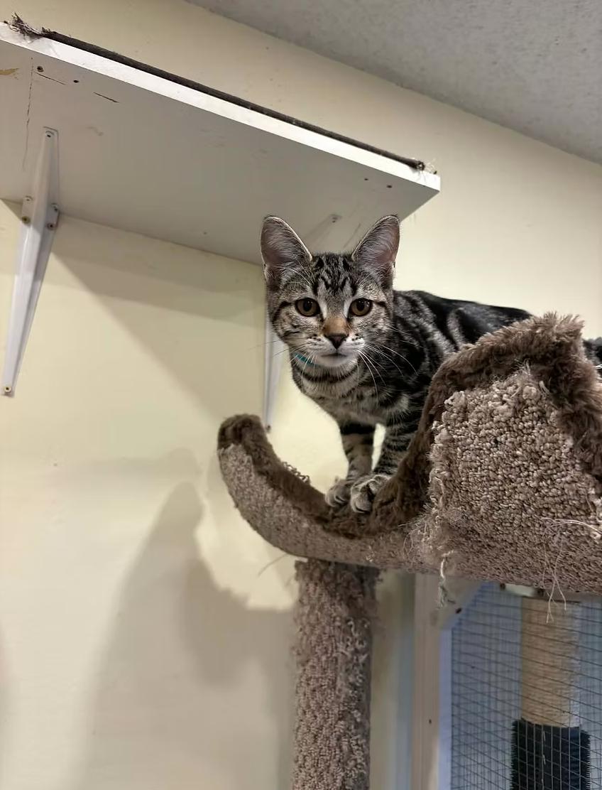 Enlarge Rebecca Devereaux, a ADOPTABLE Domestic Short Hair in Calgary, AB image 2/3