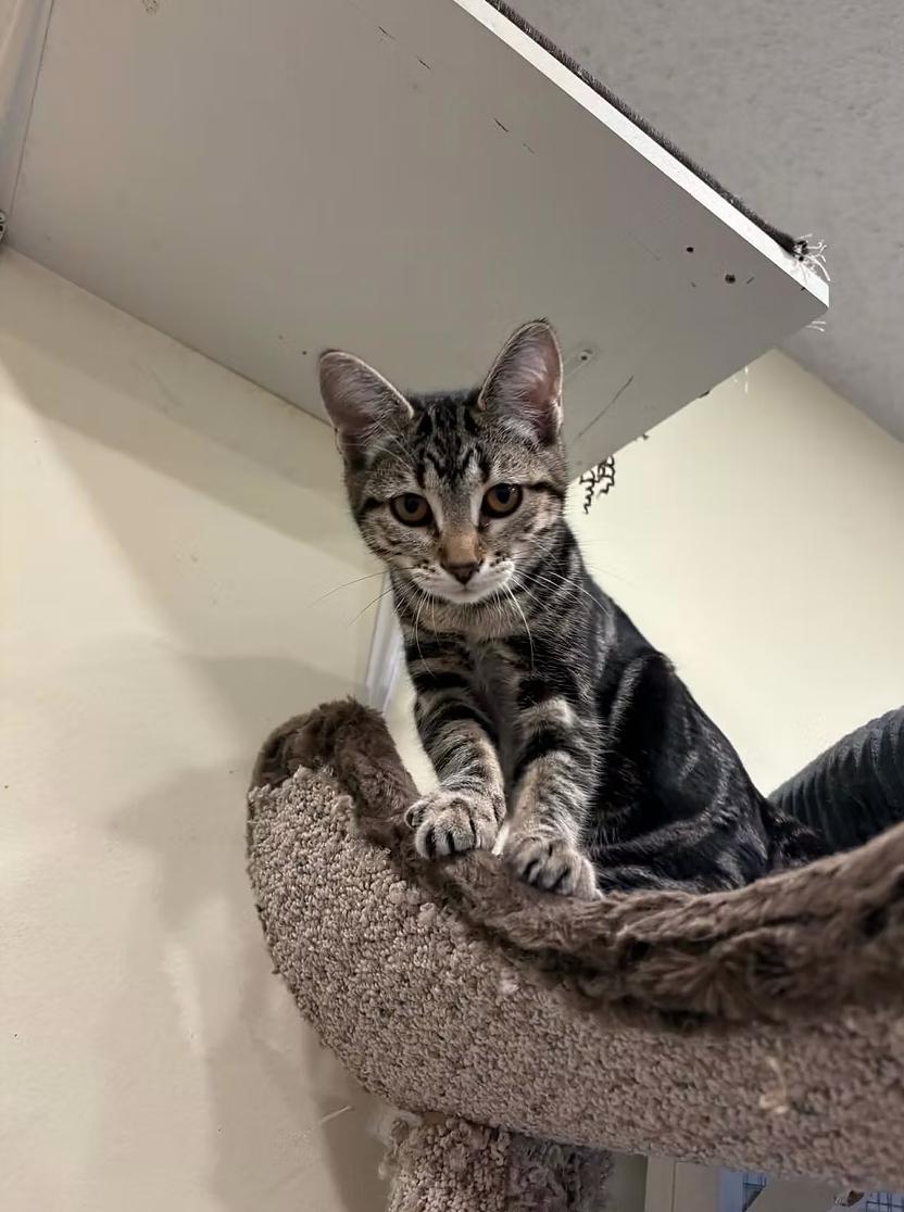 Enlarge Rebecca Devereaux, a ADOPTABLE Domestic Short Hair in Calgary, AB image 3/3