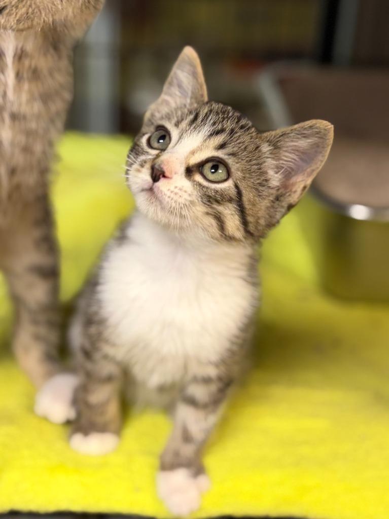Sparks, Adoptable, Kitten Female Domestic Short Hair.