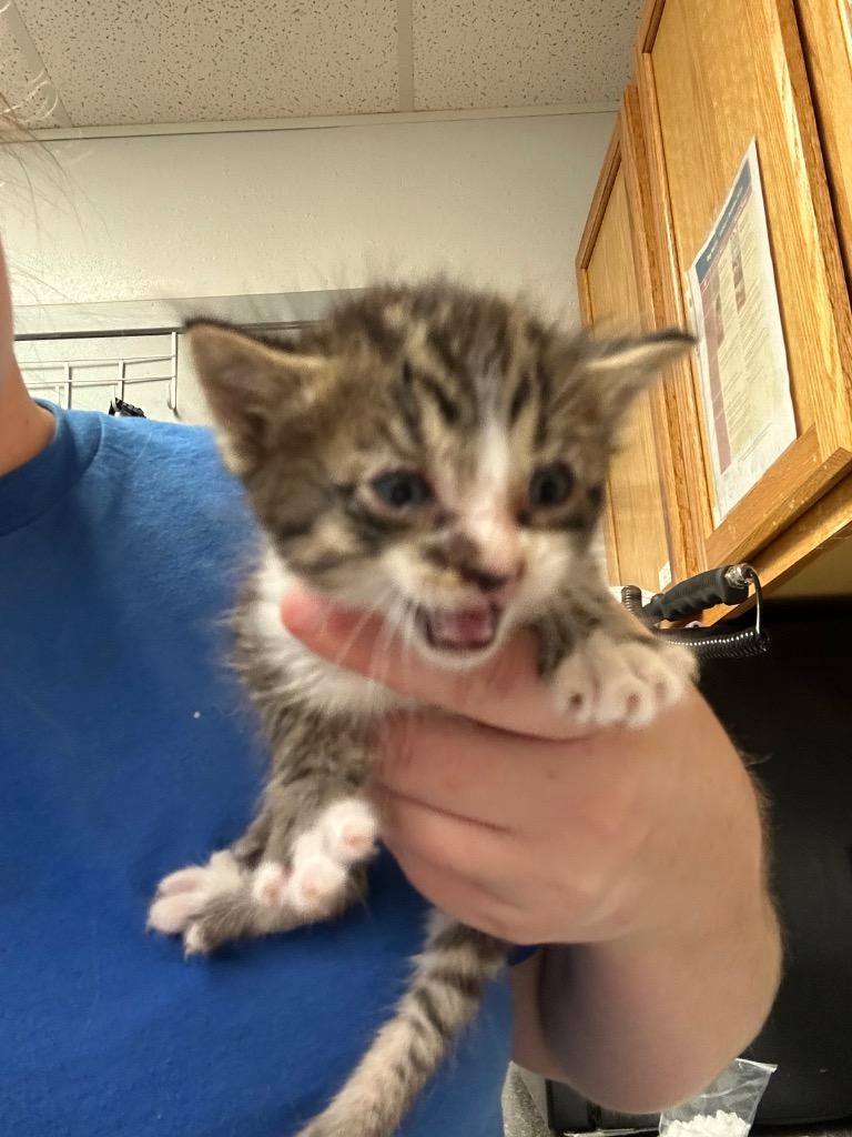 Enlarge Sparks, a Adoptable mixed breed in Lockhart, TX image 1/2