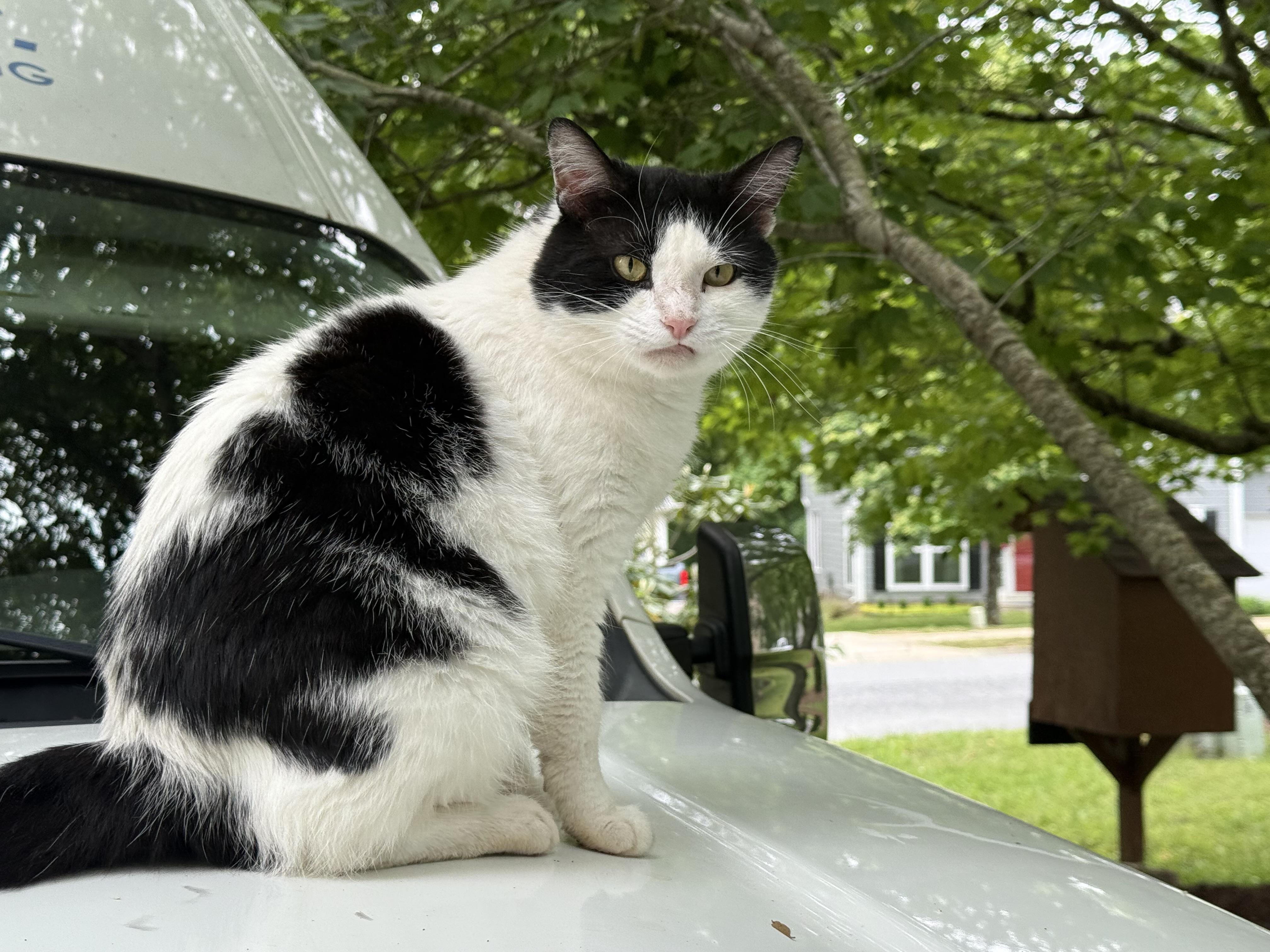 Felix, Adoptable, Adult Female Domestic Short Hair.