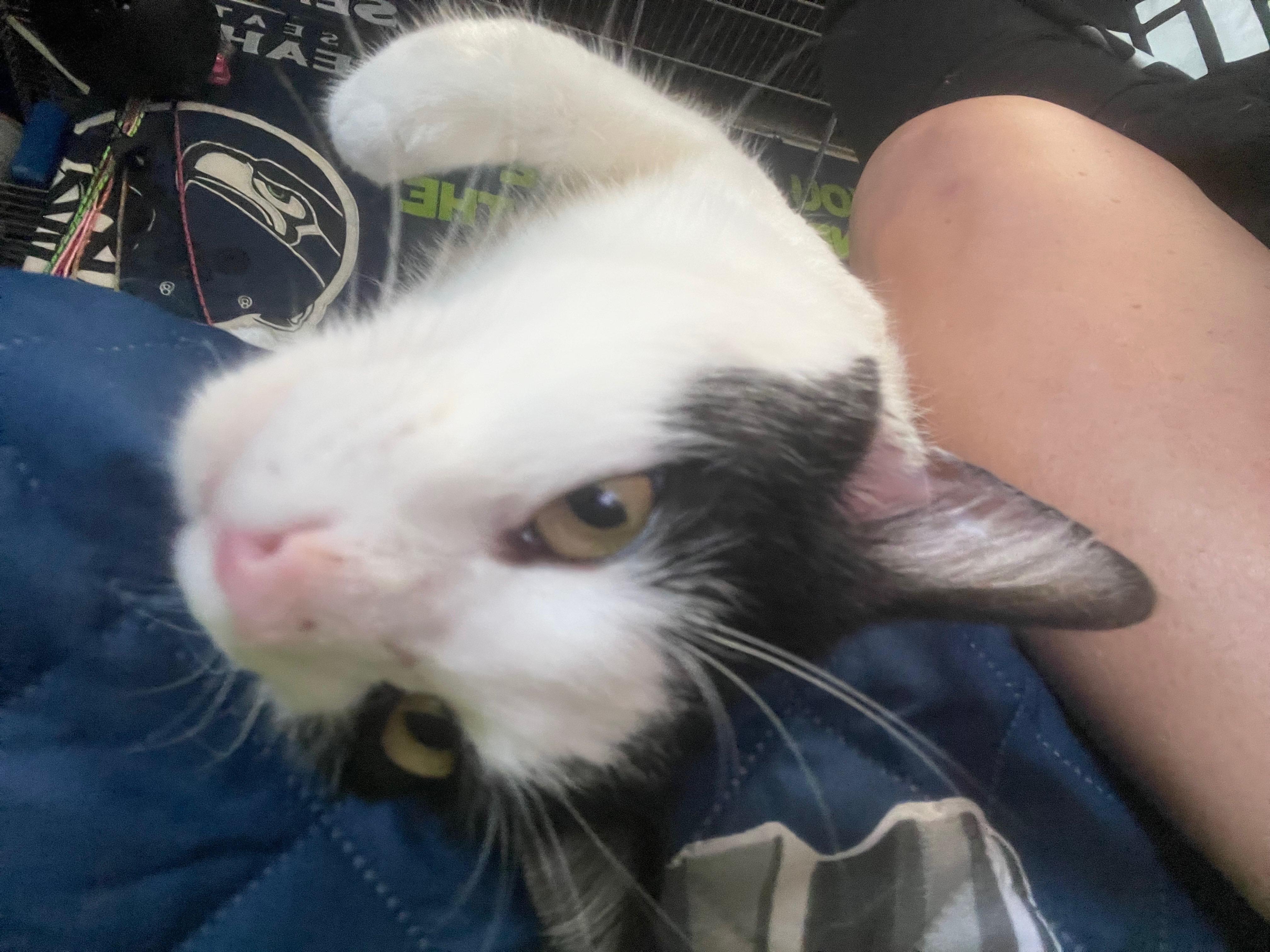 Enlarge Felix, a Adoptable Domestic Short Hair in Charlotte, NC image 2/6