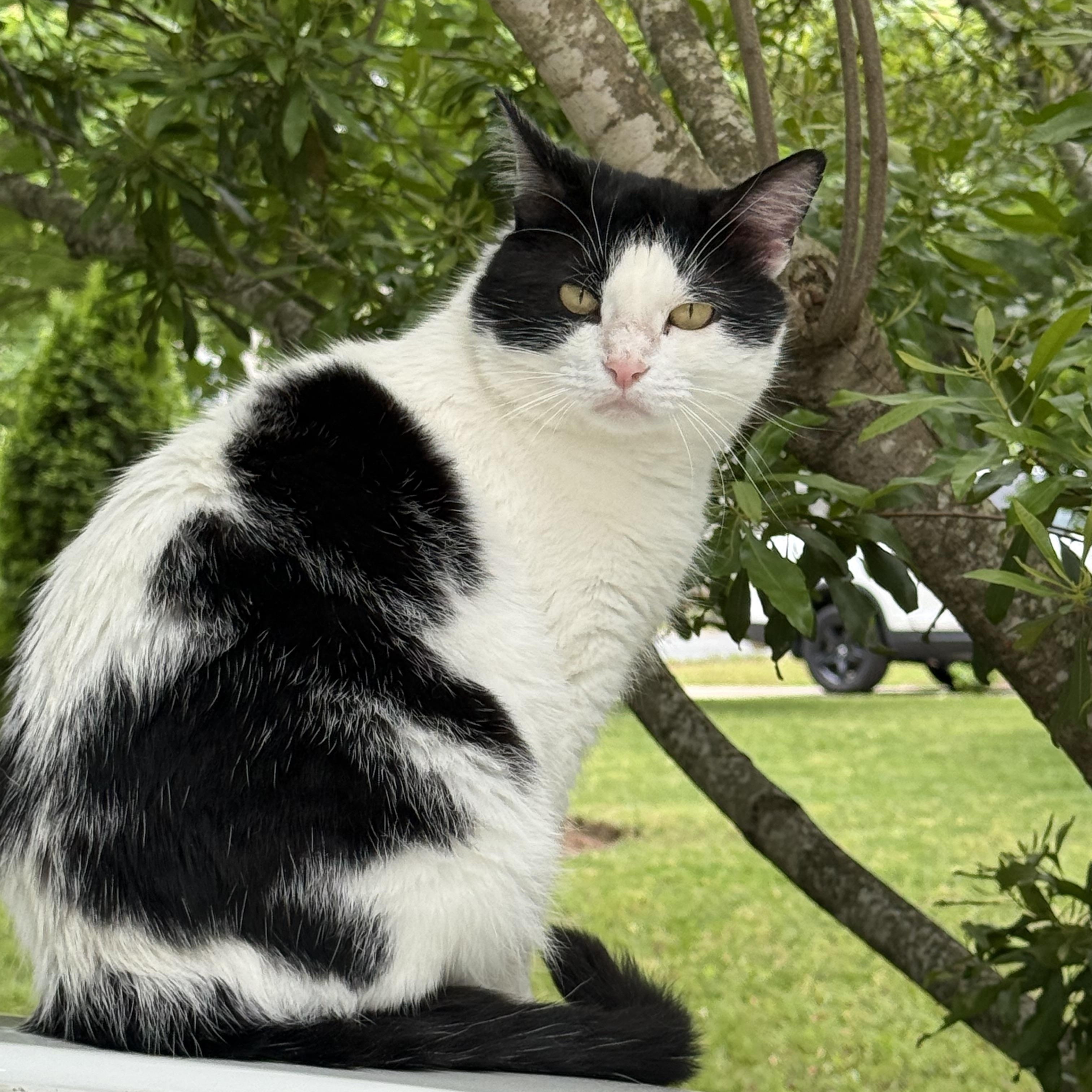 Enlarge Felix, a Adoptable Domestic Short Hair in Charlotte, NC image 3/6