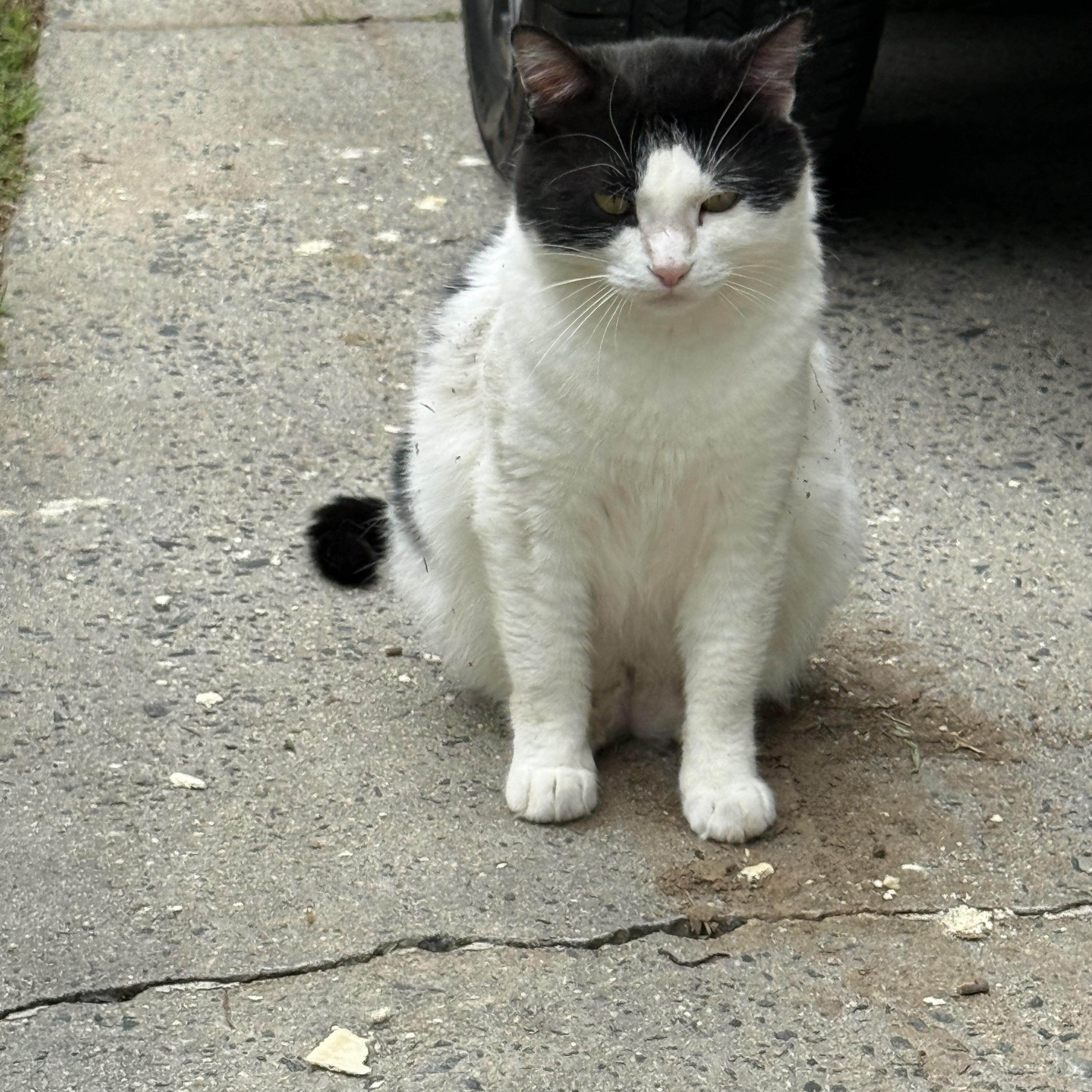 Enlarge Felix, a Adoptable Domestic Short Hair in Charlotte, NC image 4/6