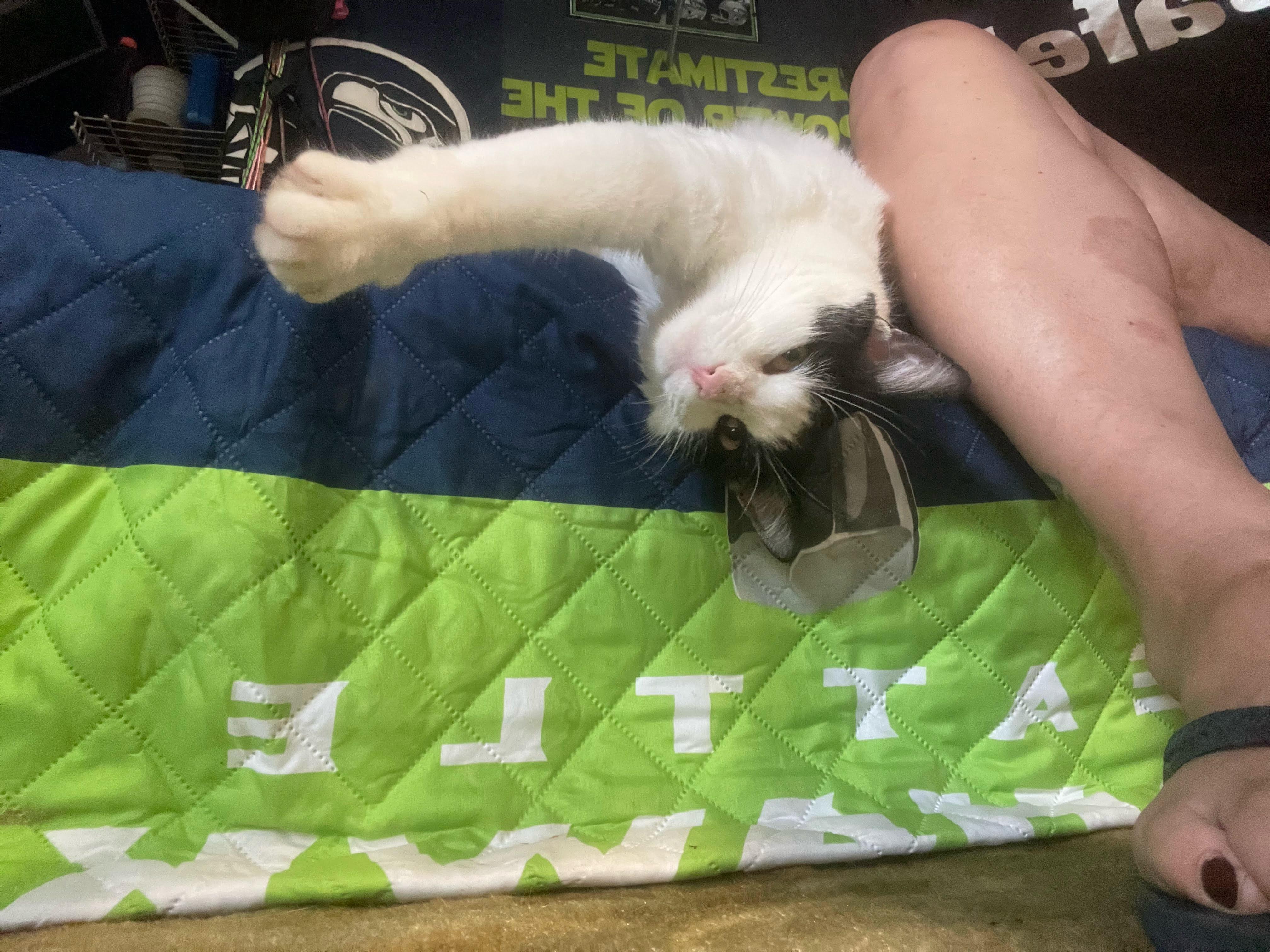 Enlarge Felix, a Adoptable Domestic Short Hair in Charlotte, NC image 5/6