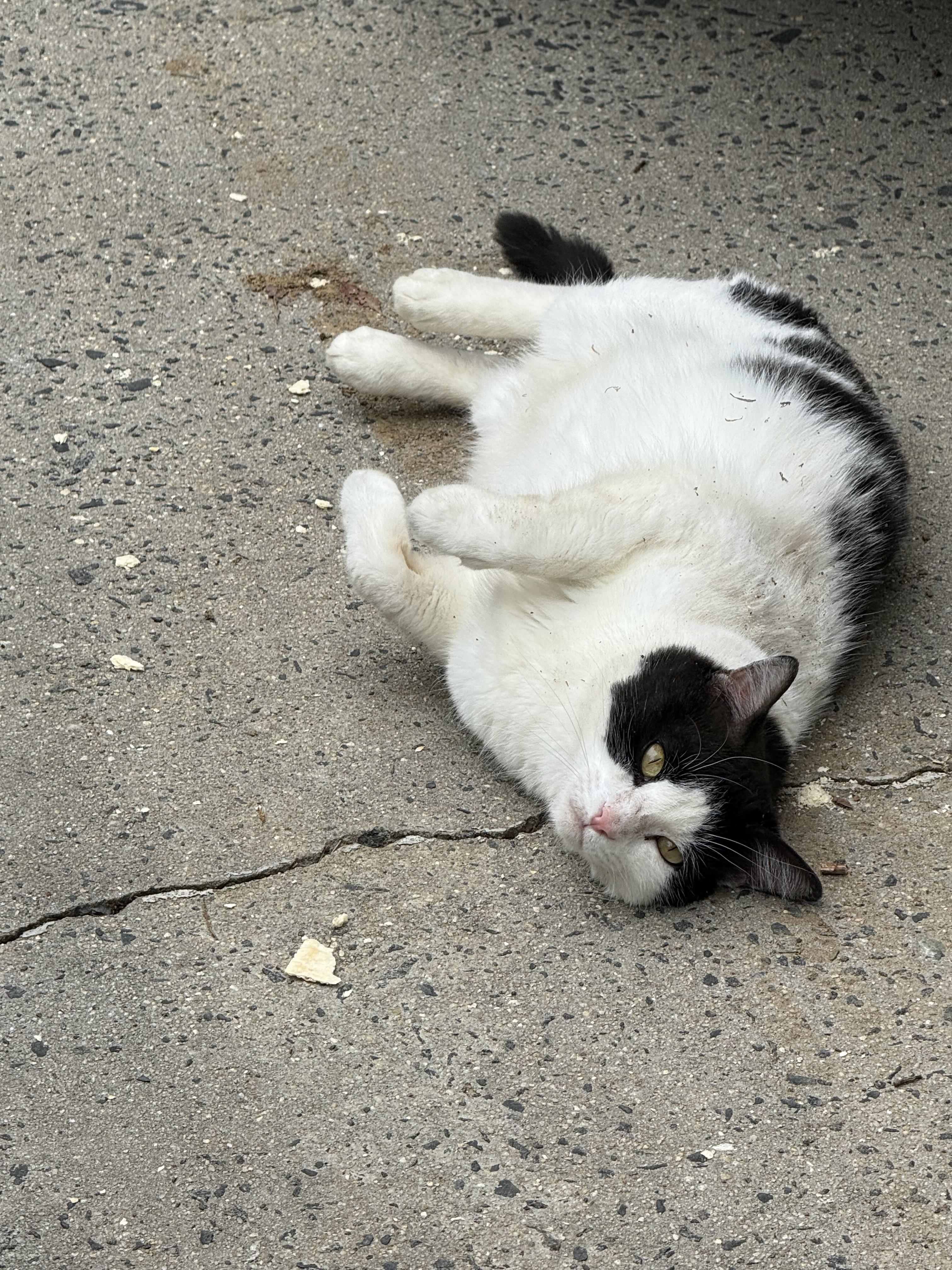 Felix, Adoptable, Adult Female Domestic Short Hair.