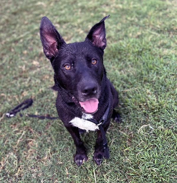 Saber **Courtesy Post. Out of town pet. See below for details**, Adult Male Pit Bull Terrier
