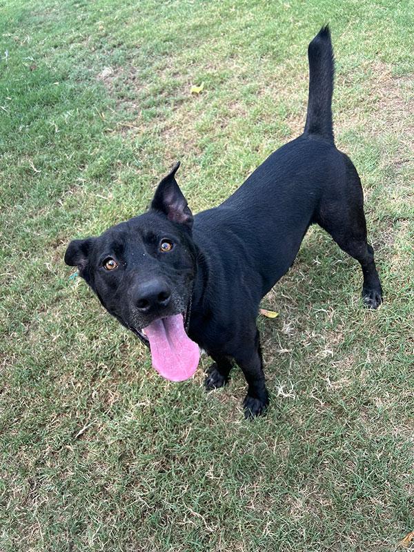 Saber **Courtesy Post. Out of town pet. See below for details** photo 4