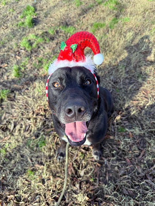 Saber **Courtesy Post. Out of town pet. See below for details** photo 3