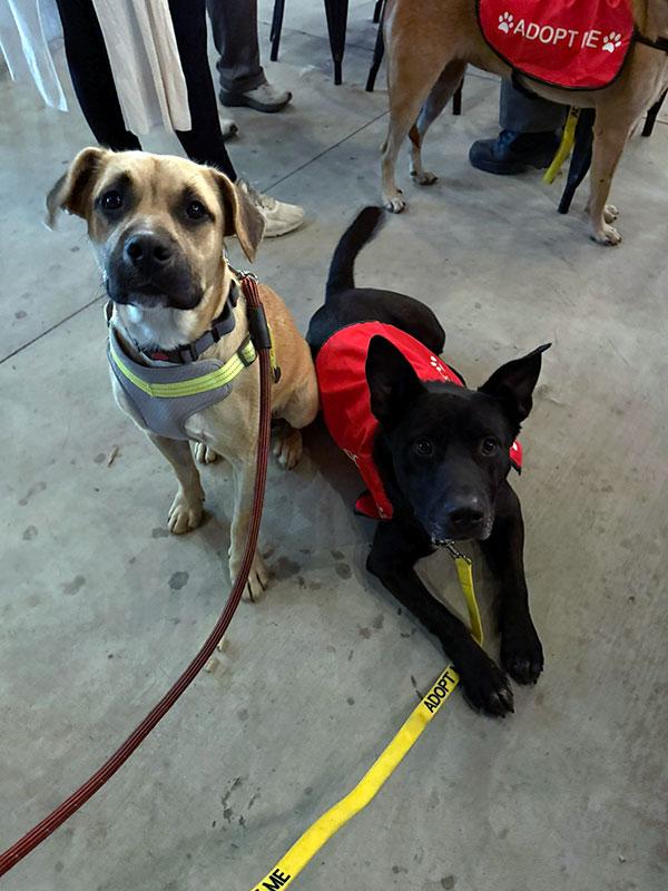Saber **Courtesy Post. Out of town pet. See below for details** photo 2