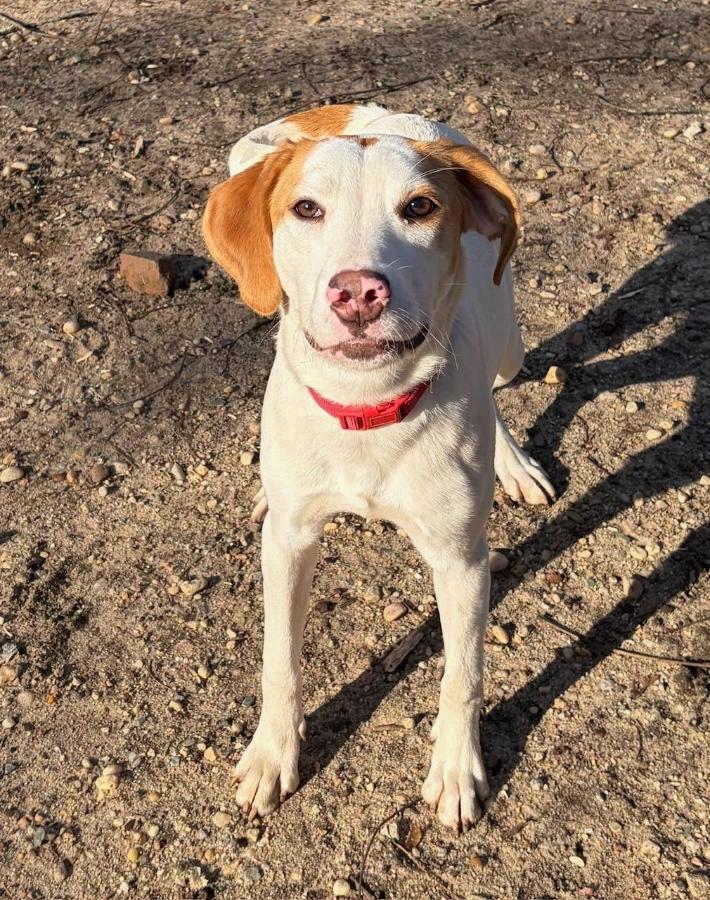 Lucille, Adoptable, Puppy Female Beagle & Terrier.