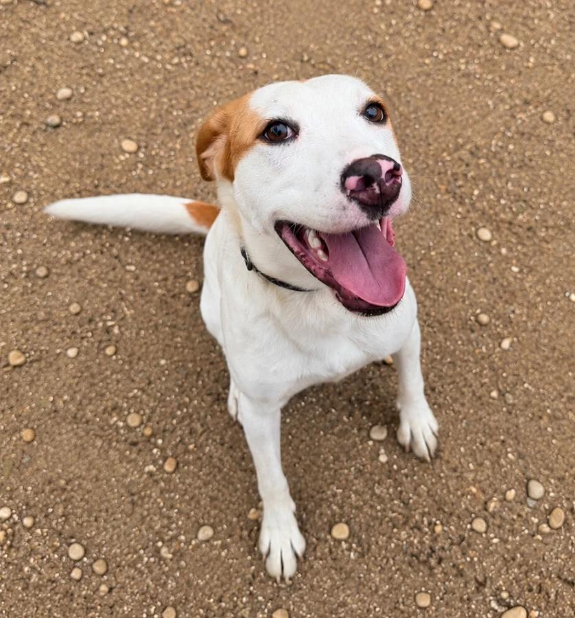 Enlarge Lucille, a Adoptable mixed breed in Lindenhurst, NY image 1/1