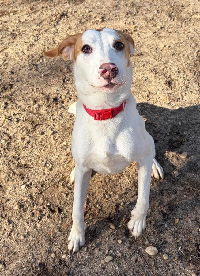 Lucille, a Adoptable mixed breed in Lindenhurst, NY image 2/3