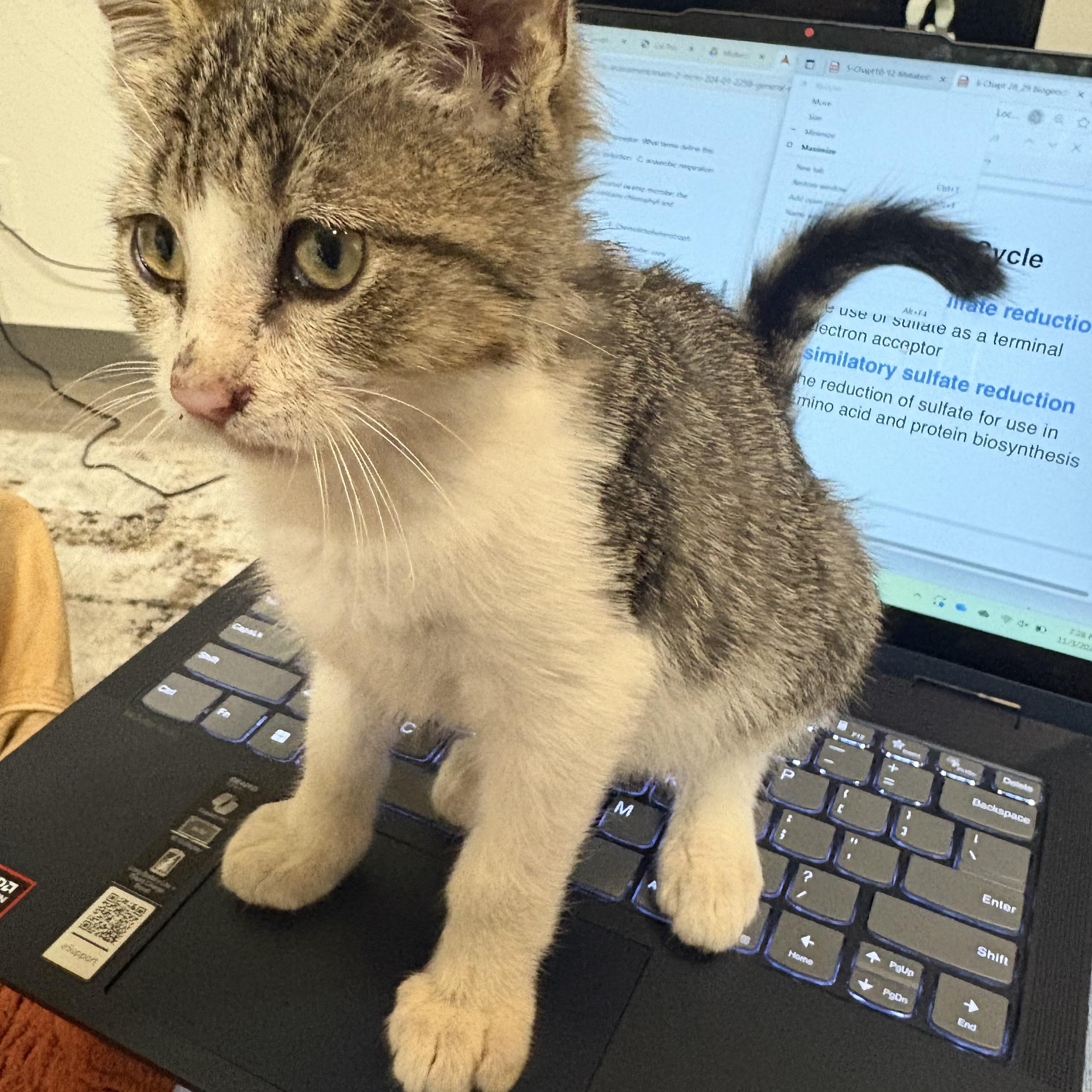 Oliver, an adopted mixed breed in Los Osos, CA image 2/4