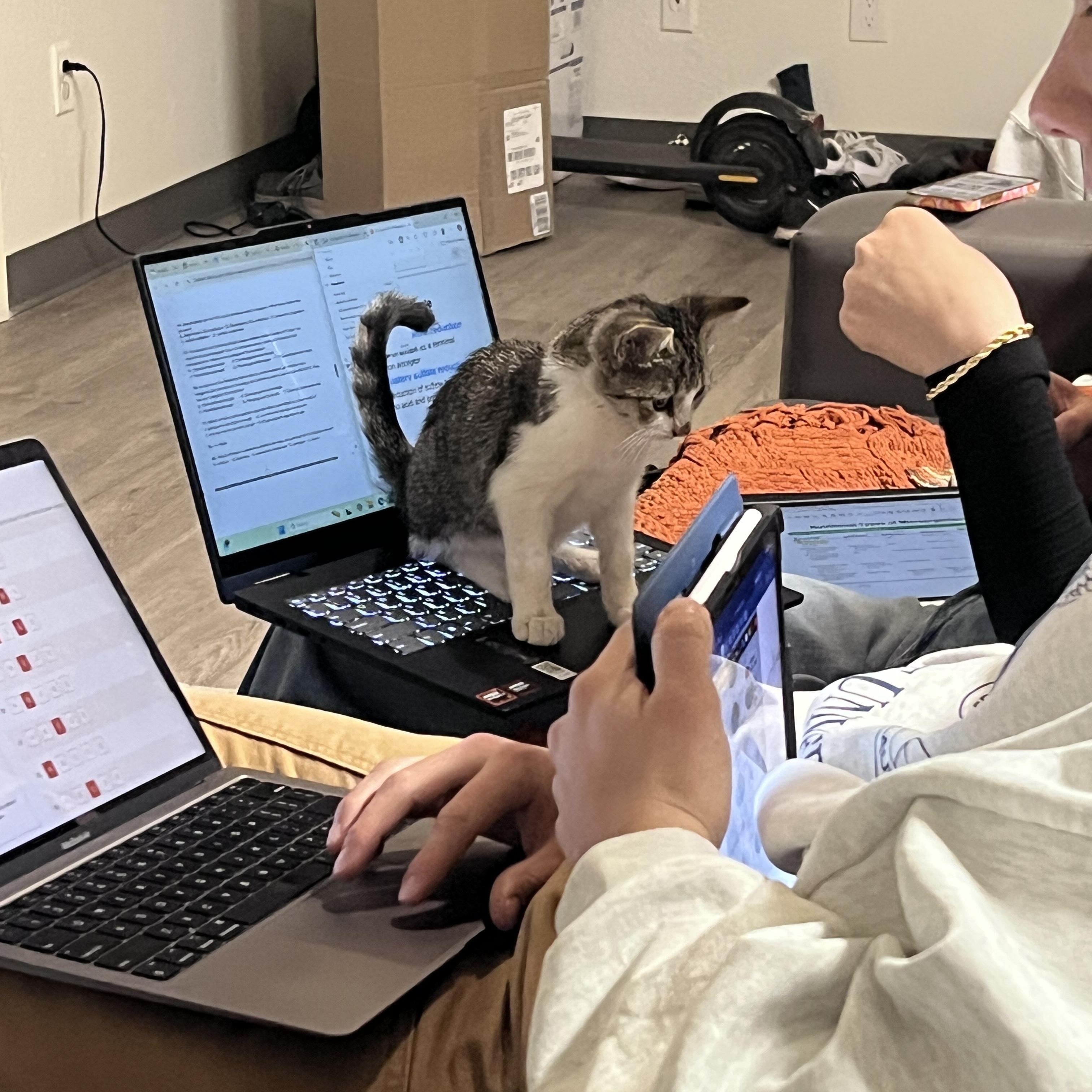 Oliver, an adopted mixed breed in Los Osos, CA image 4/4