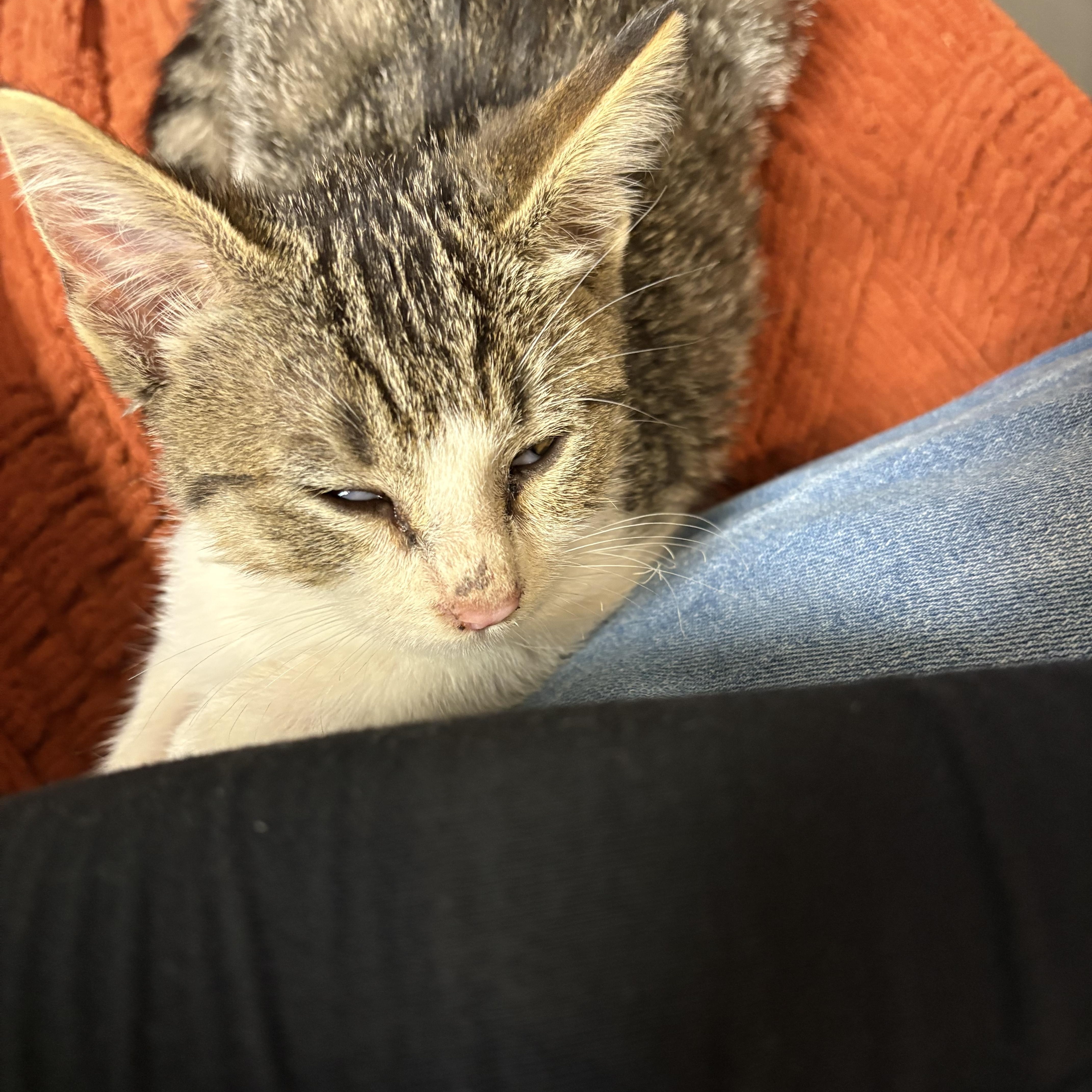 Oliver, an adopted mixed breed in Los Osos, CA image 3/4