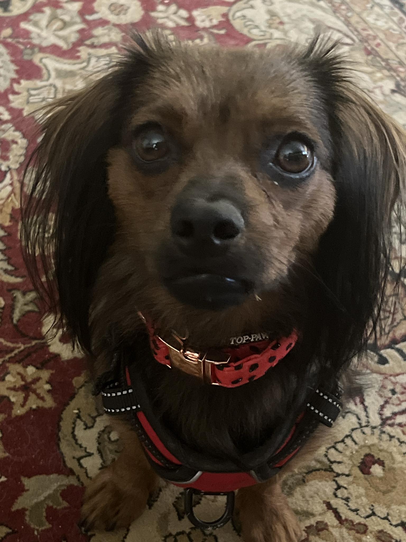 Ruby, Adopted, Young Female Dachshund & Spaniel.