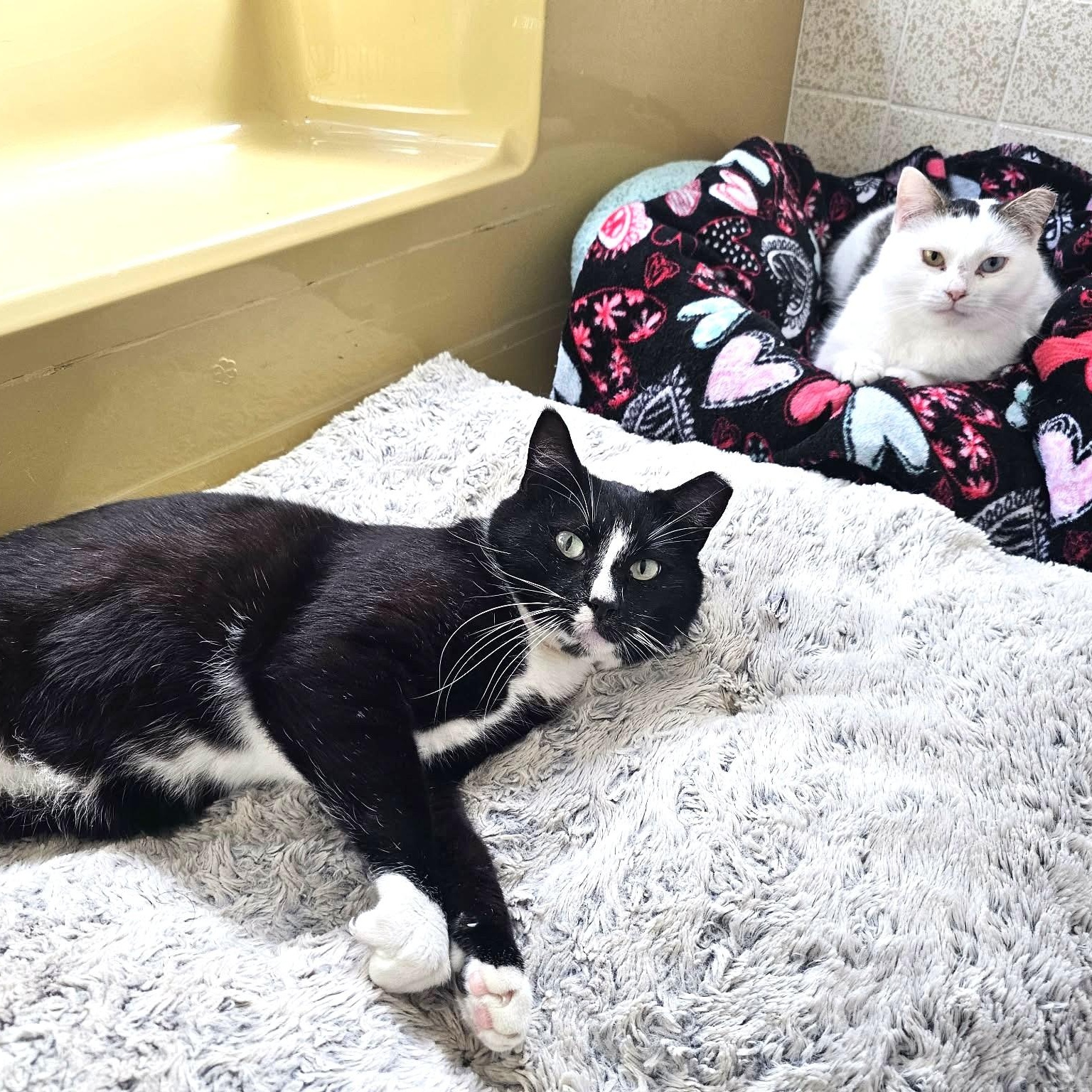 Beautiful & Loving Binx - Your Cat's Best Friend, a Adoptable mixed breed in Glastonbury, CT image 2/6