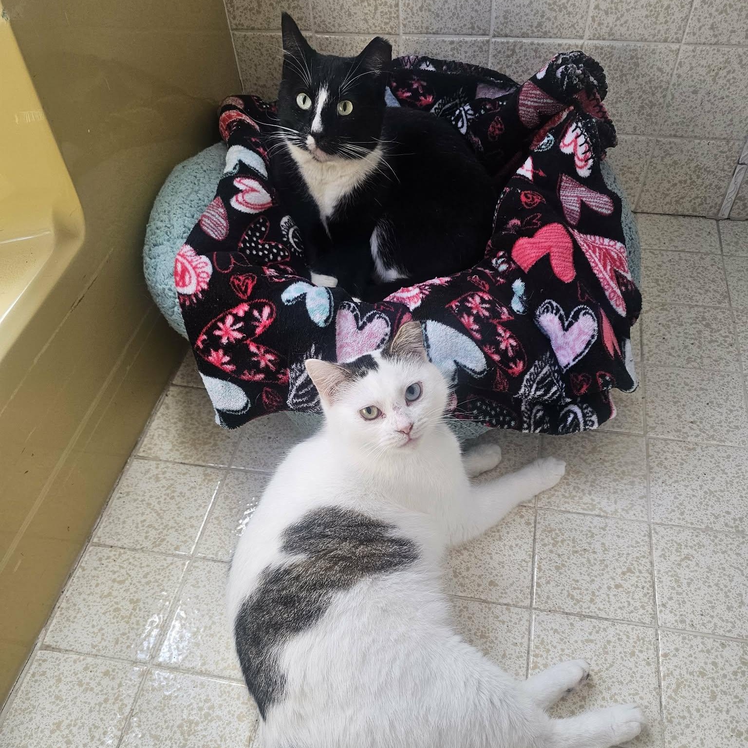 Beautiful & Loving Binx - Your Cat's Best Friend, a Adoptable mixed breed in Glastonbury, CT image 3/6