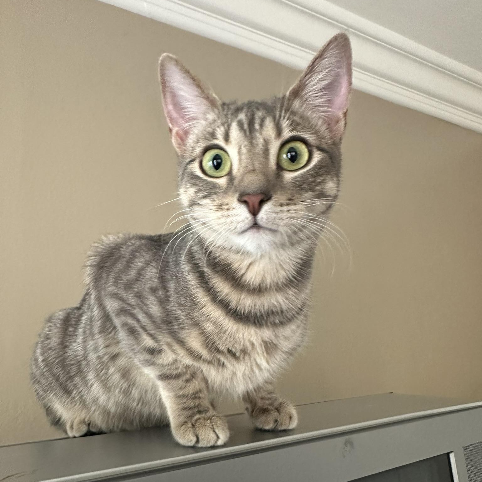 Enlarge Hope, an adopted American Shorthair in North Hollywood, CA image 1/6