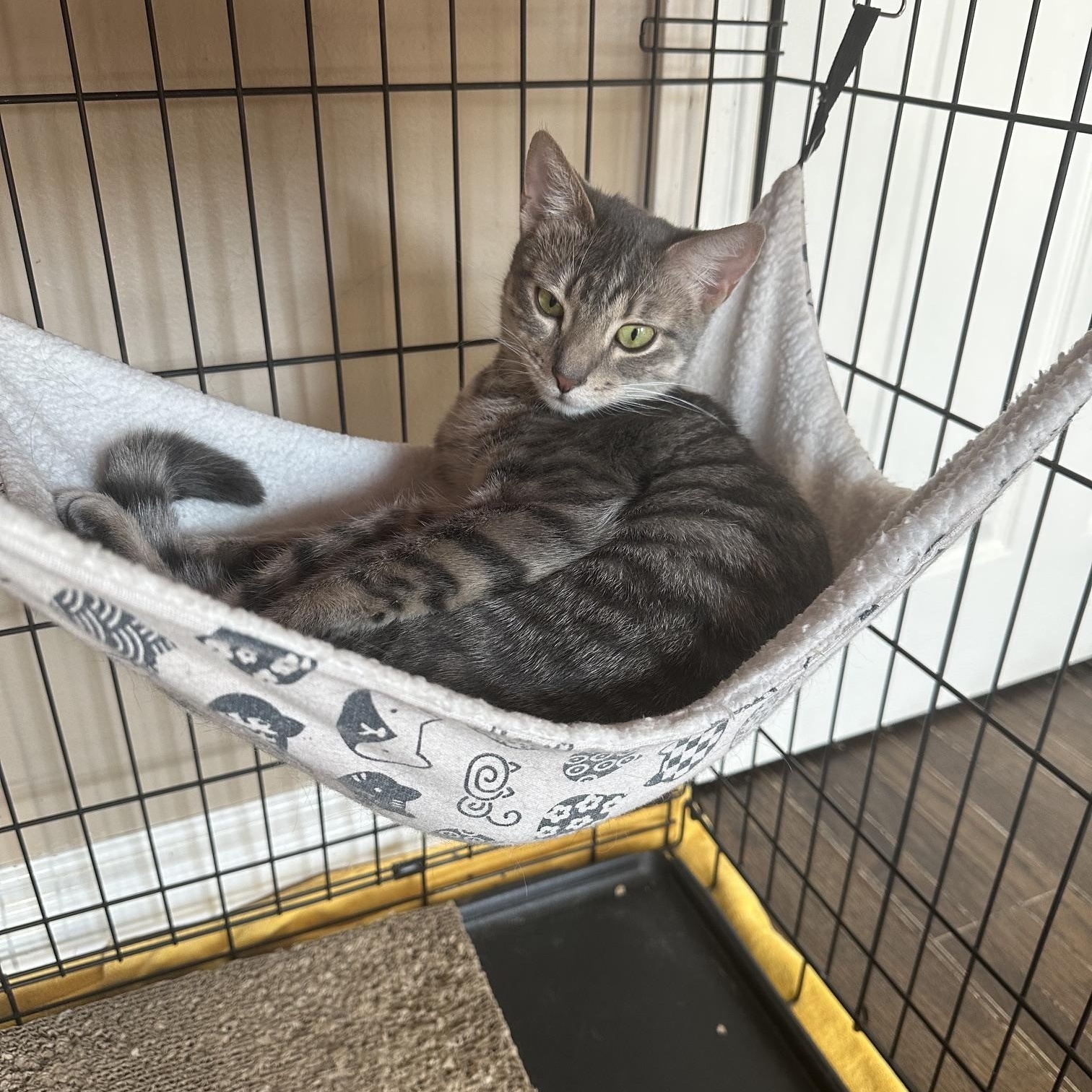 Enlarge Hope, an adopted American Shorthair in North Hollywood, CA image 4/6