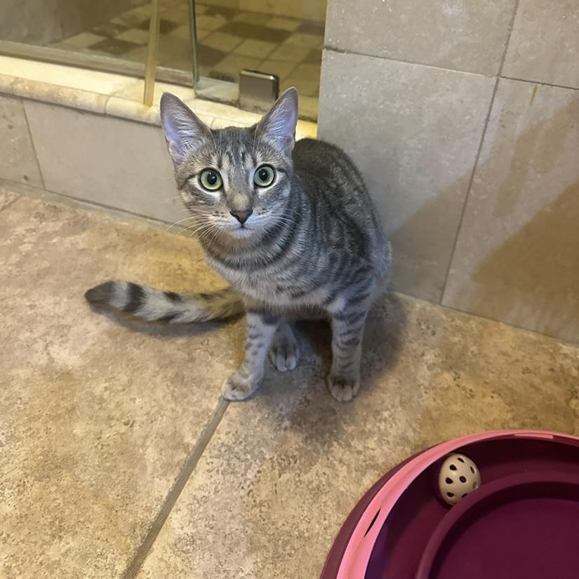 Hope, a ADOPTABLE American Shorthair in North Hollywood, CA image 3/6